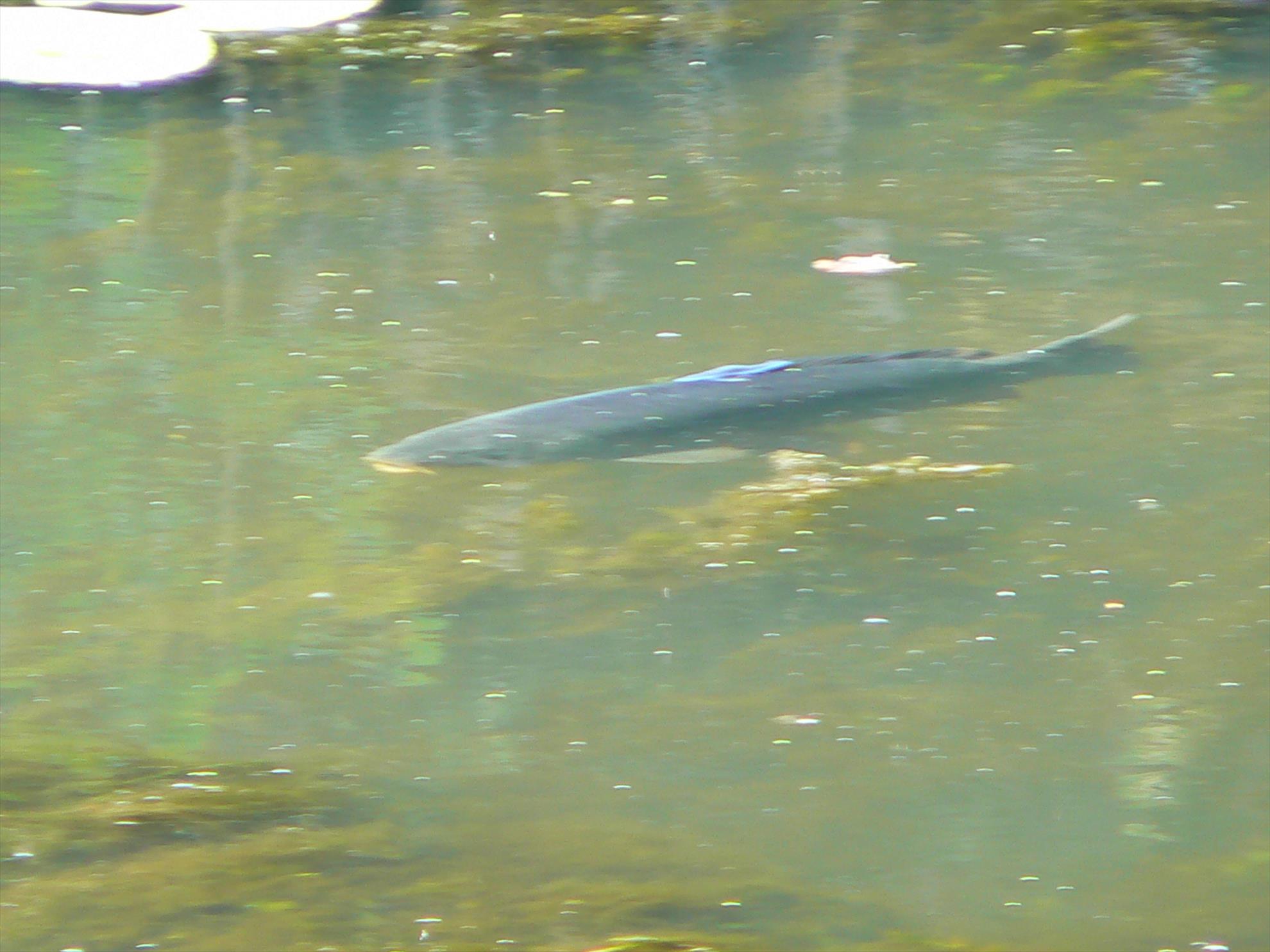 Crapi salbatici si alti pesti - p1030418.JPG